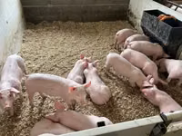 Pigs (batch, sex not specified) — photo 2