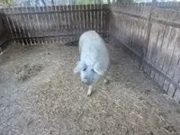 Cerda — foto 3