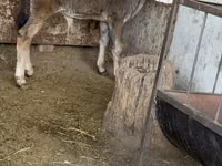 सांड, अलाताऊ नस्ल — फ़ोटो 2