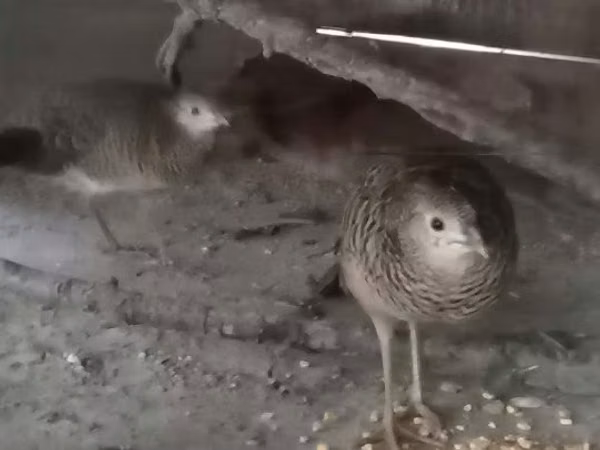 Guinea fowl
