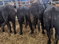 Ng'ombe dume, Ng'ombe wa Limousin — picha 5