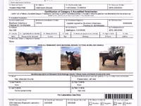 حصان, Mustang — الصورة 5