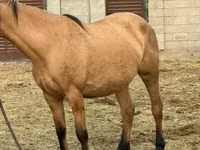 घोड़ी, Kyrgyz Horse — फ़ोटो 2