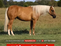 حصان, Quarter Horse — الصورة 1