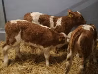 Cattle (batch, sex not specified), Simmental cattle — photo 3