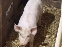 Sow, Pigs — photo 5