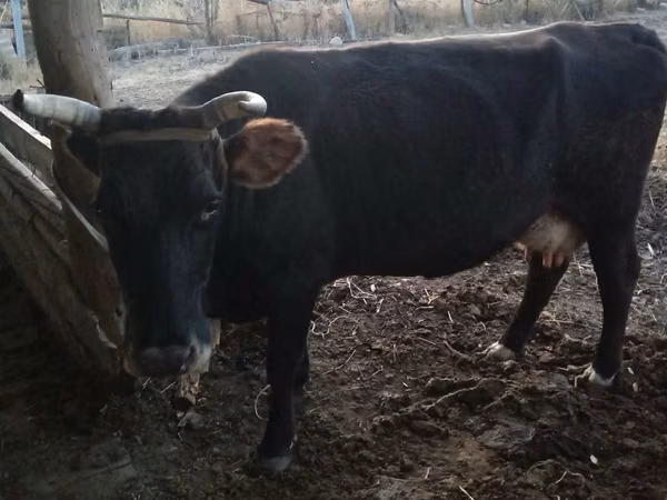 Cow, Latvian Blue cattle