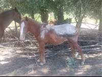 Caballo, Tarpan (Died out) — foto 1