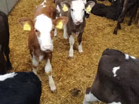 Toro, Vaca Limousin — foto 8