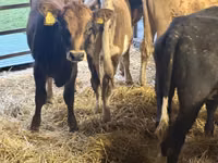 Ng'ombe jike, Simmental cattle — picha 1