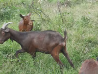 Goat, Murcia-Granada goats — photo 2