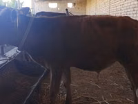 公牛, Cattle — 照片 3