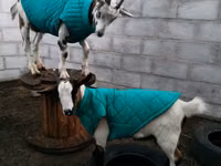 Billy Goat, Saanen goat — photo 3