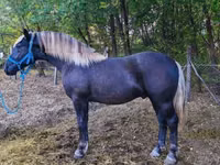 حصان, Comtois — الصورة 1