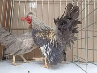 Chickens — photo 4