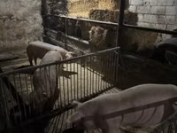 公猪, Pigs — 照片 2