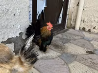 Chickens — picha 3