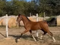 Horse (M), Dutch warmblood horse — photo 3