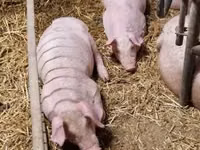猪（批次，未指定性别）, Pigs — 照片 7
