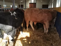 Bulle, Simmental cattle — Foto 4