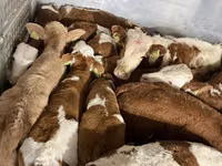 Ng'ombe dume, Simmental cattle — picha 3