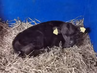 Bulle, Aberdeen-Angus — Foto 2