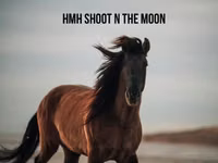 घोड़ा, Rocky Mountain Horse — फ़ोटो 7