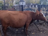Cow, Latvian Blue cattle — photo 2