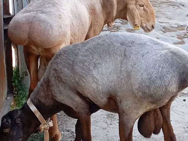 Ram, Ordabasy sheep