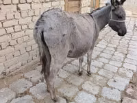فرس, الخيول — الصورة 3