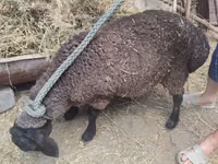 Ido, Saryarka sheep — sawirka 1
