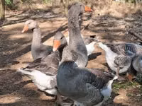 Geese — sawirka 3