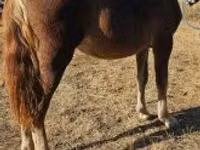 母马, Horses — 照片 5