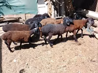 公羊, Arabi sheep — 照片 3