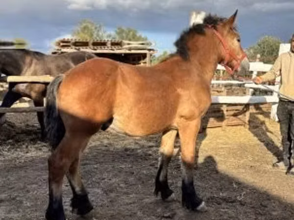Horse (M), Horses