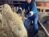 Sheep, Krasnoyarsk sheep — photo 1