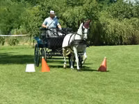 Mare, Lipizzaner — photo 4