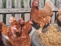 Chickens — foto 4