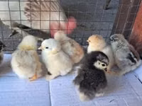 Pekin Bantam — picha 3
