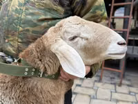 Ram, Sheep — photo 8