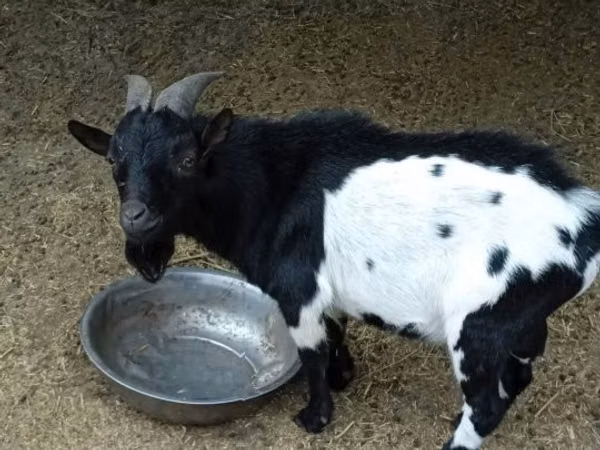 Billy Goat, Nigerian dwarf goats