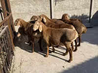 Sheep, Karakul sheep — photo 1