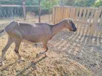 बकरी, Alpine goat — फ़ोटो 3
