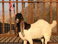 Billy Goat, Gulabi goats — photo 4