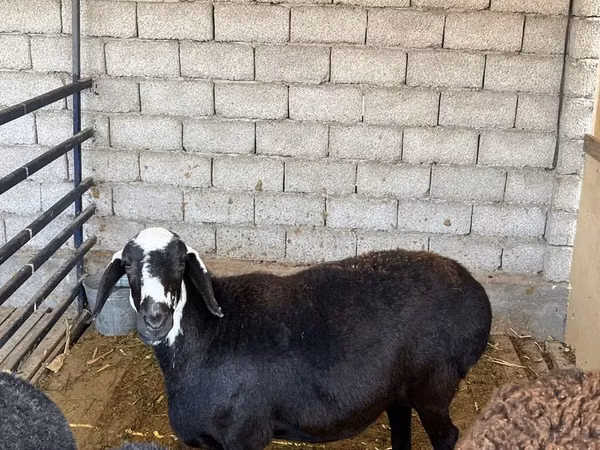 母羊, Blackheaded Persian sheep