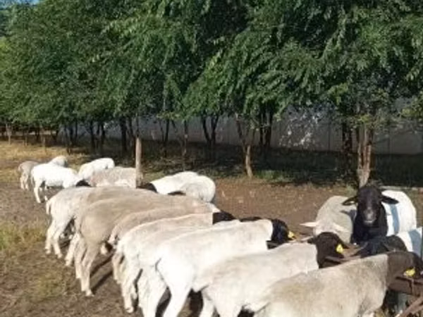 公羊, Dorper sheep