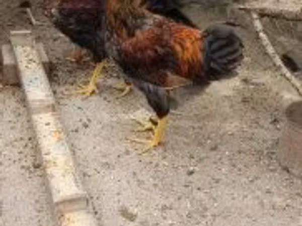 维扬多特