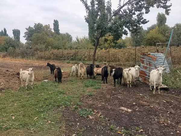 Коза, Альпийская коза