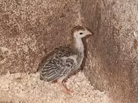 Guinea fowl — फ़ोटो 1