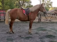 घोड़ी, Haflinger — फ़ोटो 4